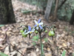 Dianella ensifolia