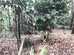 Dianella ensifolia
