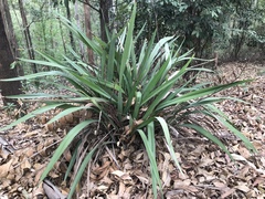 Dianella ensifolia
