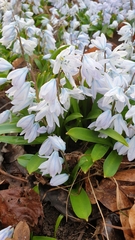 Scilla mischtschenkoana