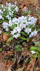 Scilla mischtschenkoana