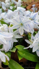 Scilla mischtschenkoana