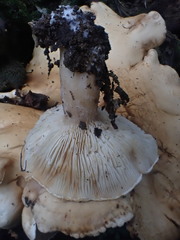 Leucopaxillus cerealis