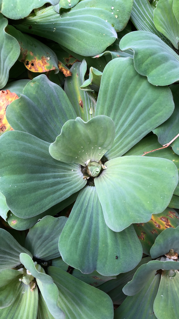 Pistieae