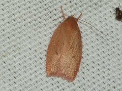 Enoplidia simplex