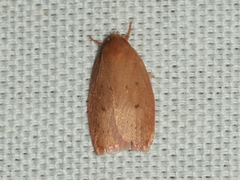Enoplidia simplex