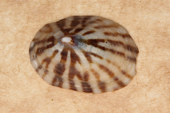 Patelloida insignis image