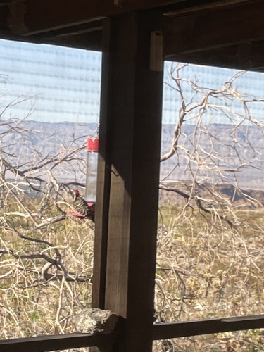 iNaturalist observation photo of Ladder-backed Woodpecker