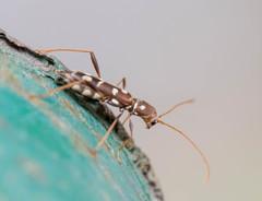 Clytocera chionospila