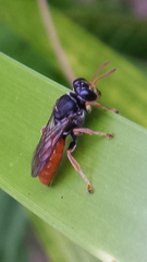 Sericophorus