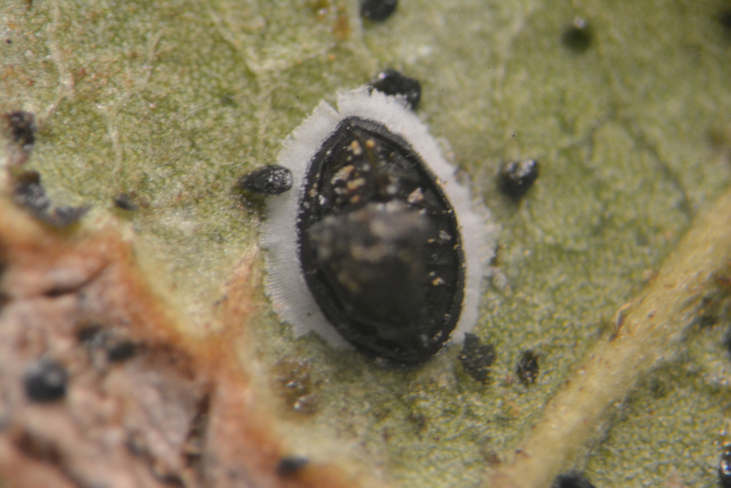 Tetraleurodes dorsibandas