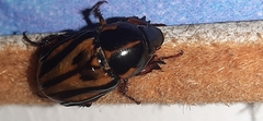 Scarabaeidae