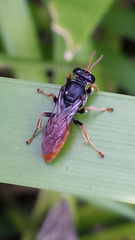 Sericophorus