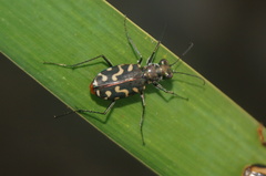 Cicindela carthagena
