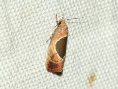 Hoplomorpha abalienella