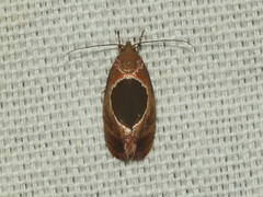 Hoplomorpha abalienella