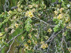 Thymelaea hirsuta