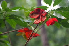Sterculia lanceolata