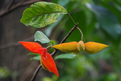 Sterculia lanceolata