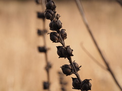 Dasistoma macrophylla