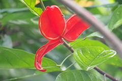 Sterculia lanceolata