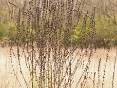 Dasistoma macrophylla