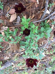 Cosmos atrosanguineus