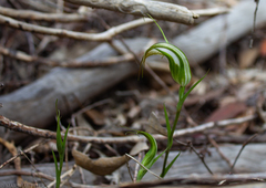Pterostylis ampliata