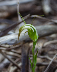 Pterostylis ampliata
