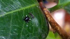Trigonopterus