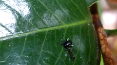 Trigonopterus