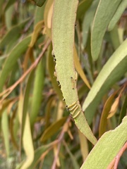 Delias harpalyce