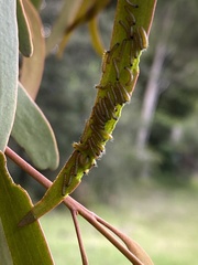 Delias harpalyce