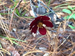Cosmos atrosanguineus