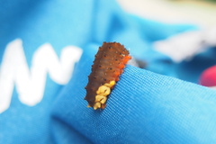 Trypanophora semihyalina