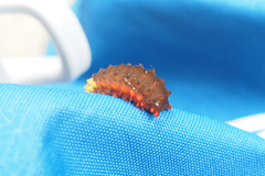 Trypanophora semihyalina