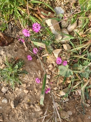Silene colorata