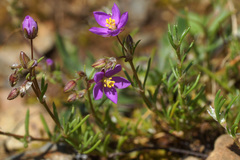 Spergularia purpurea