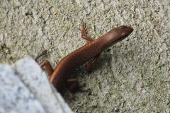 Sphenomorphus incognitus