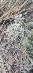 Anisosciadium lanatum