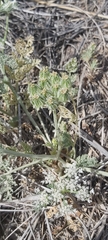Anisosciadium lanatum