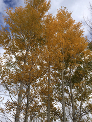 Populus