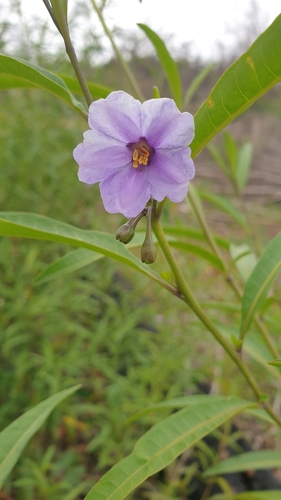 Image of Solanum simile by (c) Andrew Thornhill, some rights reserved (CC BY)