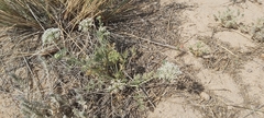 Anisosciadium lanatum