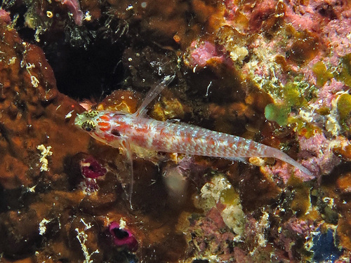 Headspot pygmygoby (Eviota melasma) — Gobiidae — 4