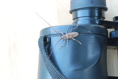 Monochamus carolinensis