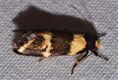 Cosmaresta callichrysa