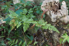 Davallia mariesii