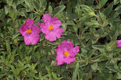 Cistus × incanus