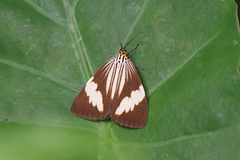 Nyctemera tripunctaria